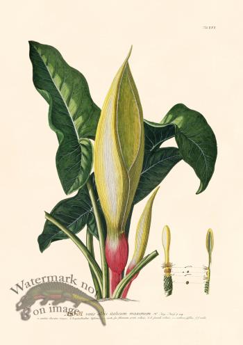 Trew Botanical 56